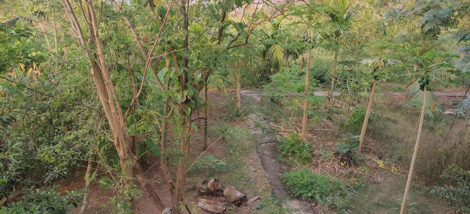Gulmohar Cottages - Home Stay In Alībāg Eksteriør bilde